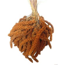 Doğal Kızıl Dal Darı Protein Deposu Organik Kuş Yemi (  2 kg )