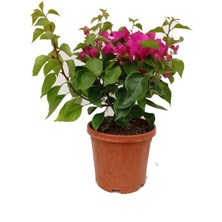 Fidanova Begonvil 30-40CM