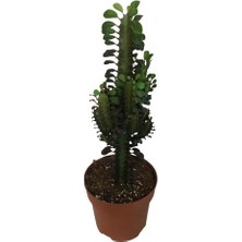 Armenbotanik Euphorbia Trigona Rubra - Kırmızı Süt Kaktüs - Eforbiya -Ithal Ürün (55 cm Uzunluğunda)