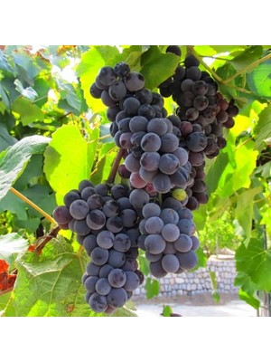 Fidan Sepetim 2 Yaş Kokulu Siyah Isabella Üzüm Fidanı