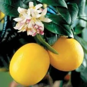 Mayer Limon (Torbalı Aşılı 80 cm Üzeri)