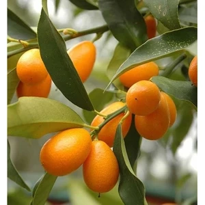 Kamkat Fidanı 50-70 cm Aşılı 2.5 Yaş (Bol Meyveli)