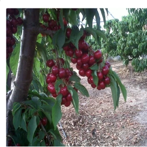 Tüplü Regina (Reggina) Kiraz Fidanı