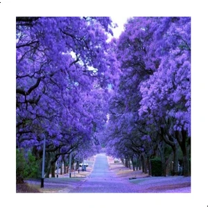 Tüplü Jacaranda(Jakaranda) Ağacı