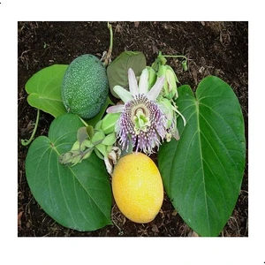 Tüplü Passiflora Ligularis (Sweet Granidalla) Fidanı