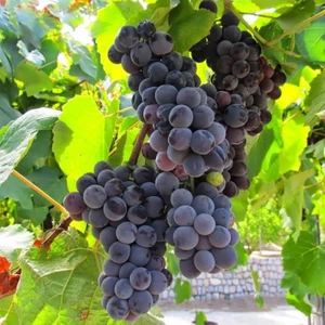 Fidan Sepetim 2 Yaş Kokulu Siyah Isabella Üzüm Fidanı