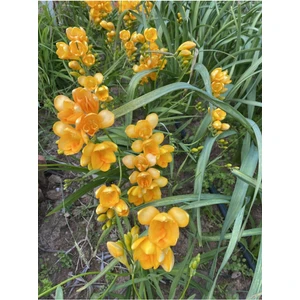 Beyaz Sarı Katmerli Frezya Çiçeği Soğanı