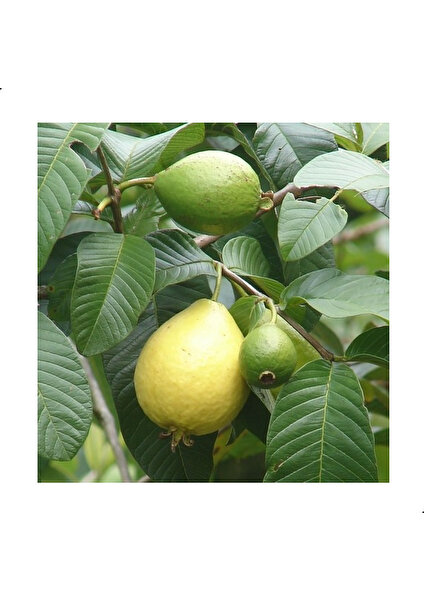 Tüplü Sarı Guava Fidanı