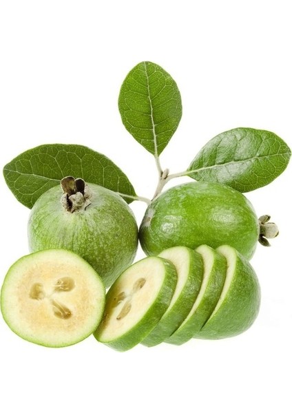 Tüplü (Kaymak Ağacı) Feijoa Fidanı