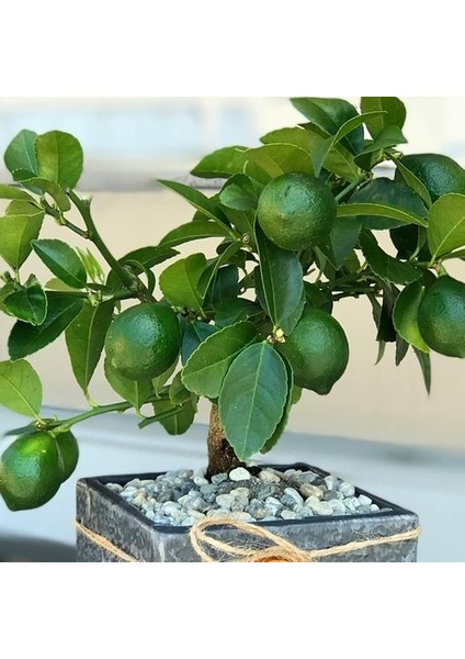 Çekirdeksiz Tahiti Lime Limequat Fidanı