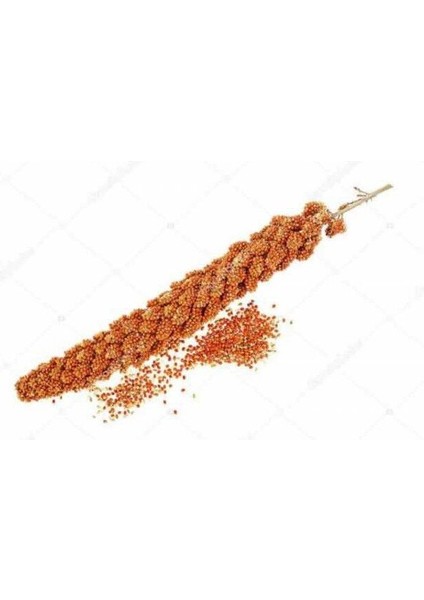 Kızıl Dal Darı Protein Deposu Organik Kuş Yemi 500 gr fiyatları
