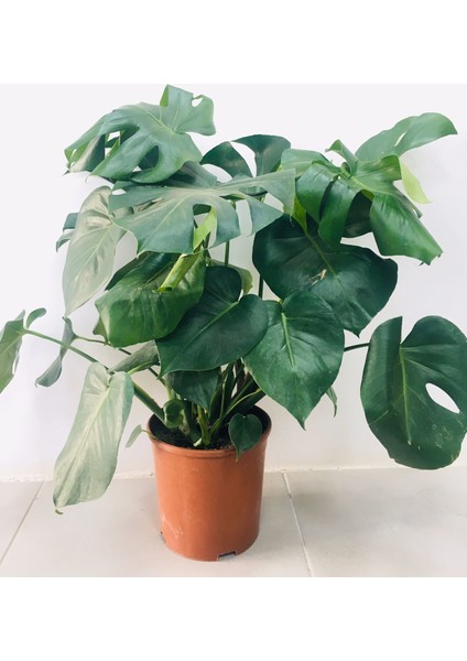 Bi Kaktüs Dünyası Monstera