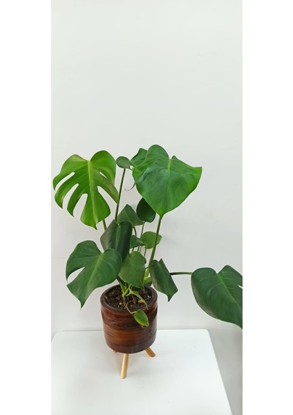 Bi Kaktüs Dünyası Monstera Deliciosa