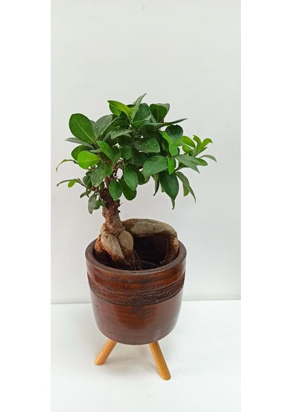 Bi Kaktüs Dünyası Bonsai