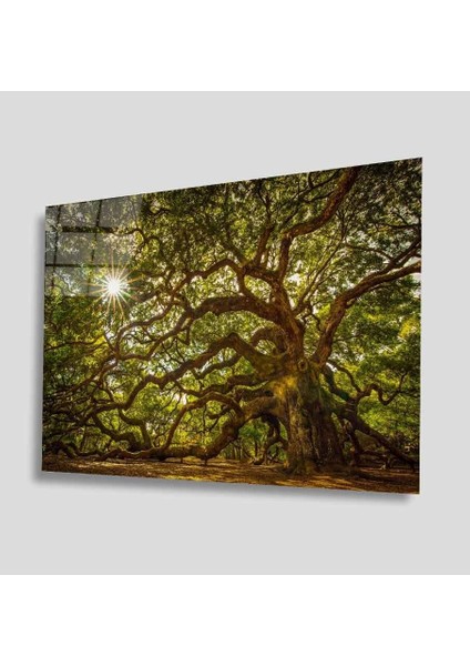 Yeşil Ağaç Cam Tablo 4mm Dayanıklı Temperli Cam