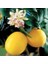 Mayer Limon (Torbalı Aşılı 80 cm Üzeri) 1