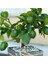 Çekirdeksiz Tahiti Lime Limequat Fidanı 2