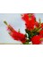 Kırmızı Fırça Çalısı Fidanı Saksılı 60 cm 80 cm 3